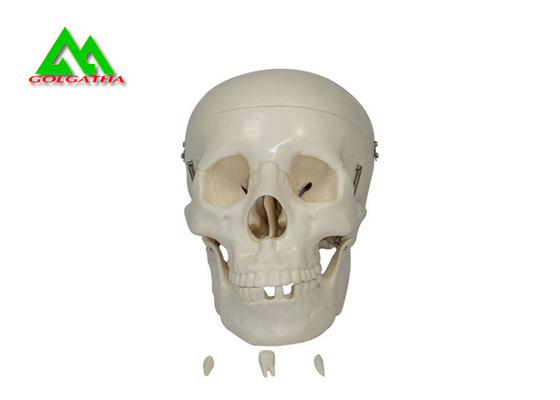 中国 プラスチック医学の教授モデル解剖学を調査するための解剖人間の頭骨 サプライヤー