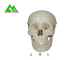 プラスチック医学の教授モデル解剖学を調査するための解剖人間の頭骨 サプライヤー