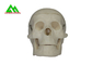 プラスチック医学の教授モデル解剖学を調査するための解剖人間の頭骨 サプライヤー