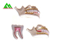 ポリ塩化ビニールのプラスチック柔らかいゴムの歯モデル、教授のセリウムISOのための歯科モデル サプライヤー