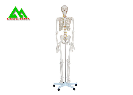 中国 実物大の医学の解剖人間の骨組モデル97 x 45.5 x 28cm サプライヤー