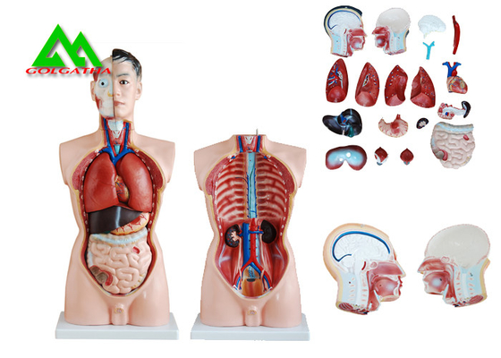 中国 医学の二重性のヘッド明確な構造が付いている人間の胴の解剖学モデル サプライヤー