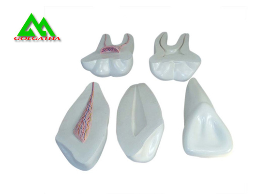 中国 ポリ塩化ビニールのプラスチック柔らかいゴムの歯モデル、教授のセリウムISOのための歯科モデル サプライヤー