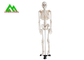 実物大の医学の解剖人間の骨組モデル97 x 45.5 x 28cm サプライヤー