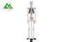 実物大の医学の解剖人間の骨組モデル97 x 45.5 x 28cm サプライヤー