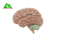 医学生のための自然な見る人間の解剖頭脳モデル サプライヤー