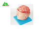 医学生のための自然な見る人間の解剖頭脳モデル サプライヤー