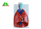 専門の医学の教授は人間3D肺モデルを自然なサイズ模倣します サプライヤー