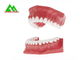 ポリ塩化ビニールのプラスチック柔らかいゴムの歯モデル、教授のセリウムISOのための歯科モデル サプライヤー